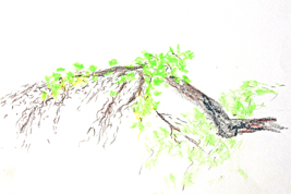 Bild Farbkraft der Natur So 24 rechts: grünender Zweig